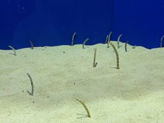 -上海海洋水族馆