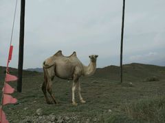 -新疆天山野生动物园
