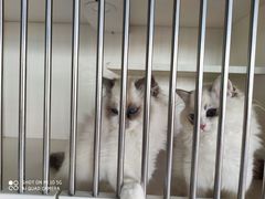 -东方名猫馆·英短金渐层布偶猫舍(环线广场1号楼店)