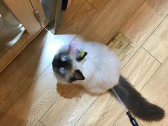 -Pets First伊珊娜洗护·精致美容·家庭式寄养(新会路店)