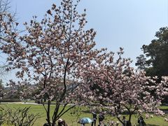 -武汉大学-樱园