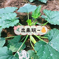 -麦粒鸟亲子游