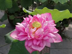 -莲花池公园
