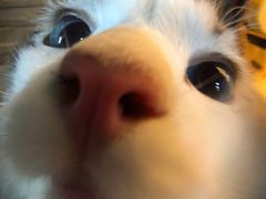 -藏猫猫咖啡主题馆(中央大道店)