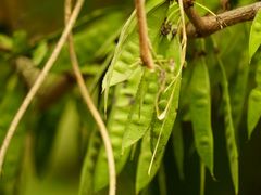 -黑河国家森林公园