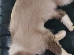 -喵喵咪呀布偶猫咖(春熙路店)