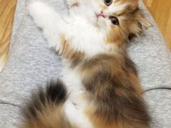 -美美宠物诊疗中心·异宠·骨科(滨江东信分院)