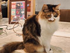 -玫瑰咖啡(中山六路店)