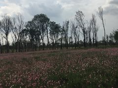 -白鹭湾湿地公园