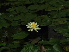 -广西壮族自治区药用植物园