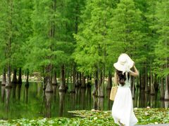 -白鹭湾湿地公园