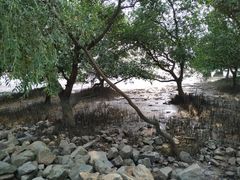 -宝安西湾红树林湿地公园