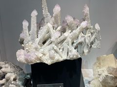 -中国地质博物馆