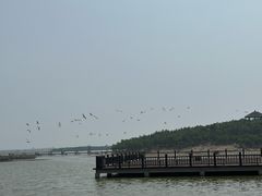 -南大港湿地风景区