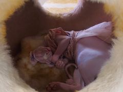 -藏猫猫咖啡主题馆(中央大道店)