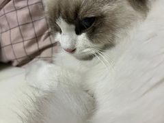 -爱佳宠物中心医院·骨外科·猫专科·急重症(瑶海万达店)