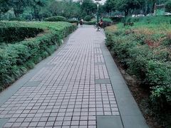 -神仙树公园