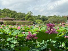 -广州莲花山旅游区