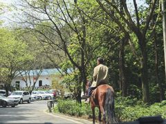 -铁山坪森林公园