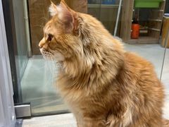 -藏猫猫咖啡主题馆(中央大道店)