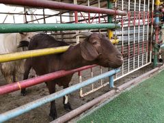 -南宫五洲植物乐园