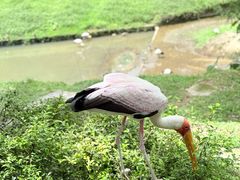 -吉隆坡雀鸟公园