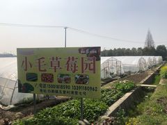 -小鱼草莓采摘园农家乐·小鱼餐厅
