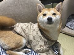 -逗柴咖啡屋·狗咖猫咖宠物桌游