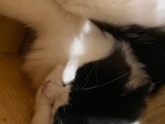 -楼上猫咖(罗湖店)