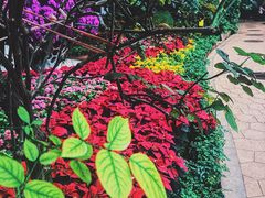 -花之城