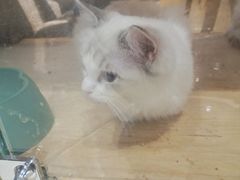 -藏猫猫咖啡主题馆(中央大道店)
