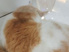 -喵园·猫主题咖啡厅·撸猫·猫咖(国贸店)