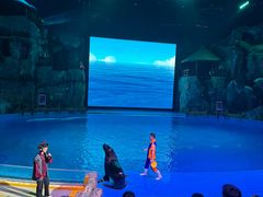 -芜湖新华联大白鲸海洋公园