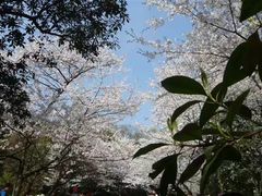 -武汉大学-樱园
