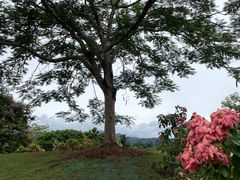 -中国科学院西双版纳热带植物园