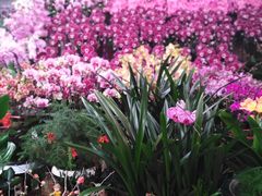 -秦美花卉(天朗·莱茵小城2期店)