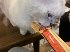 -猫猫幼稚园·撸猫·桌游·电玩