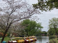 -上海共青森林公园