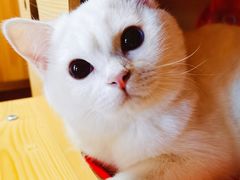 -猫大福·Fortune Cat猫舍(百子湾店)