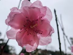 -桃花涧