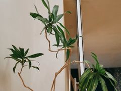 -小团圆糖水铺(襄阳南路店)