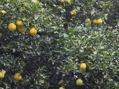 -蜀冈西峰生态公园