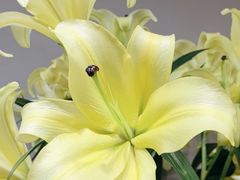 -何兮花店·气球派对鲜花店(马桥银春路万科城店)