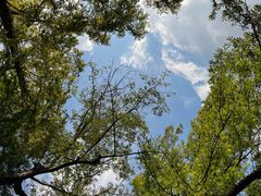 -上海共青森林公园