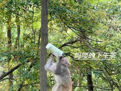 -黔灵山公园