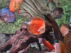 -上海海洋水族馆