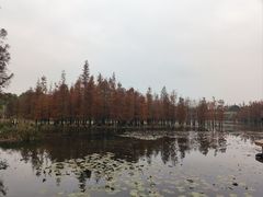 -白鹭湾湿地公园