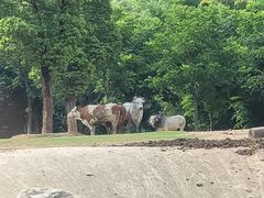 -南宫五洲植物乐园