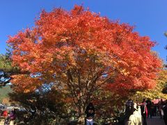 -庐山风景区花径公园