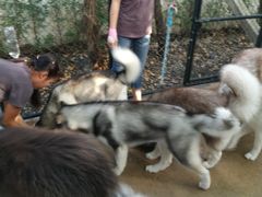 -TrueLove @ Neverland (Husky Cafe)